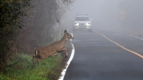 A deer jumping into the road in front of an SUV