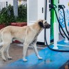 A dog at a gas station