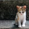 A little kitten sitting on a concrete ledge
